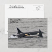Orka's op het Monterey Bay Briefkaart (Voorkant / Achterkant)