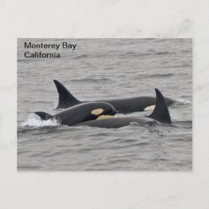Orka's op het Monterey Bay Briefkaart