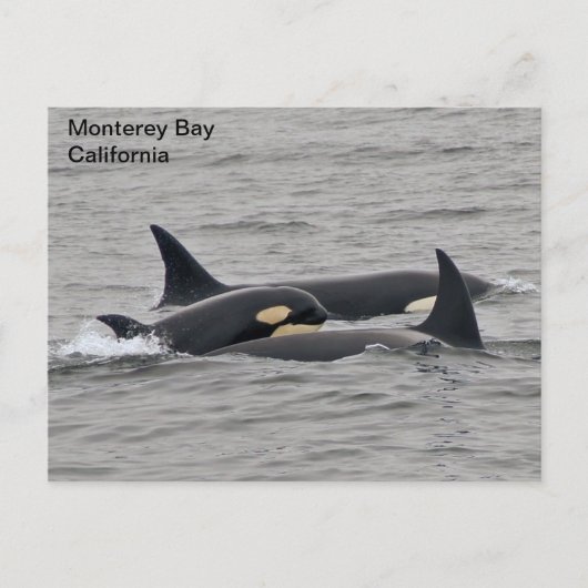 Orka's op het Monterey Bay Briefkaart (Voorkant)