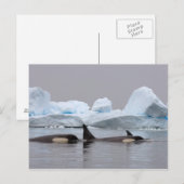 Orka's, Orcinus orca, groep Briefkaart (Voorkant / Achterkant)