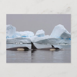 Orka's, Orcinus orca, groep Briefkaart