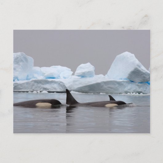 Orka's, Orcinus orca, groep Briefkaart (Voorkant)