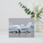 Orka's, Orcinus orca, groep Briefkaart (Staand voorkant)