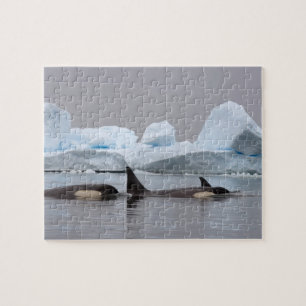 orka's, Orcinus orca, groep Legpuzzel