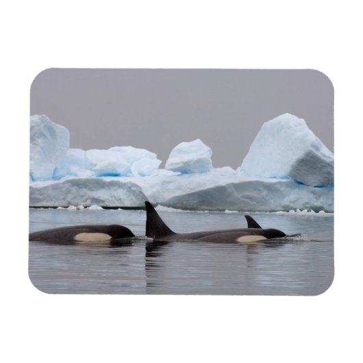 Orka's, Orcinus orca, groep Magneet (Horizontaal)