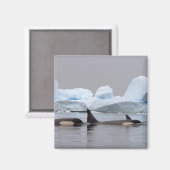 Orka's, Orcinus orca, groep Magneet (Voorkant / Achterkant)