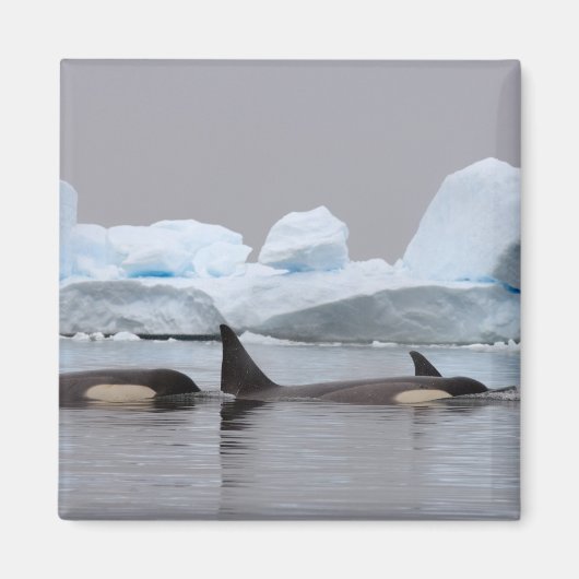 Orka's, Orcinus orca, groep Magneet (Voorkant)