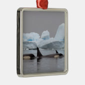 orka's, Orcinus orca, groep Metalen Ornament (Rechts)