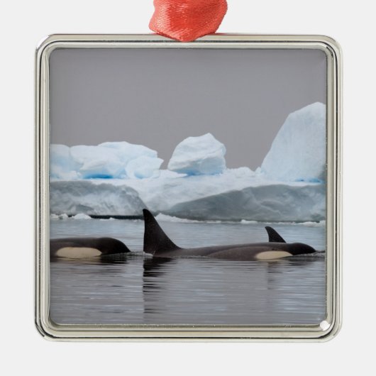 orka's, Orcinus orca, groep Metalen Ornament (Voorkant)