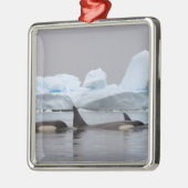 orka's, Orcinus orca, groep Metalen Ornament (Links)
