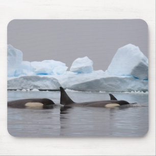 Orka's, Orcinus orca, groep Muismat