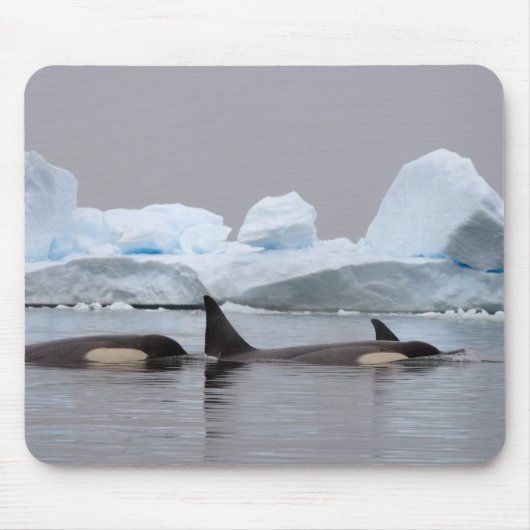Orka's, Orcinus orca, groep Muismat (Voorkant)