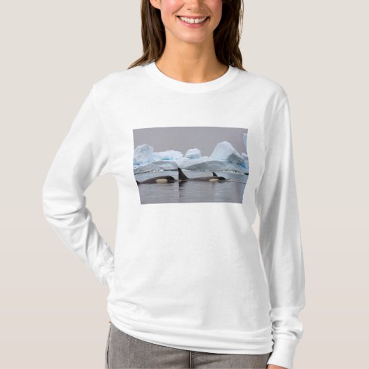 Orkas, Orcinus orca, groep T-shirt (Voorkant)