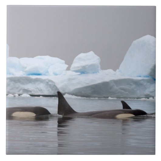 orka's, Orcinus orca, groep Tegeltje (Voorkant)