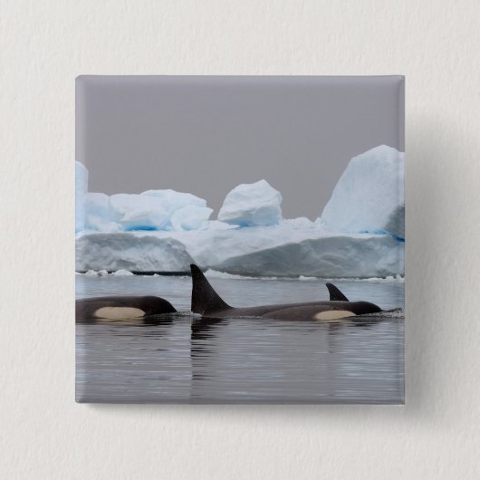 Orka's, Orcinus orca, groep Vierkante Button 5,1 Cm (Voorkant)