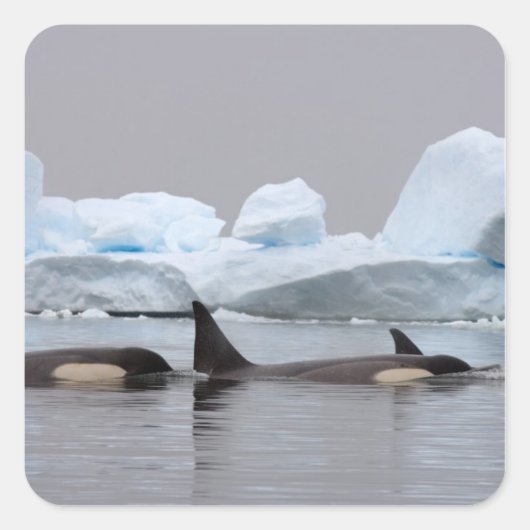 Orka's, Orcinus orca, groep Vierkante Sticker (Voorkant)