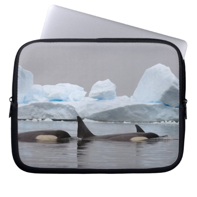 orka's, orcinus orca, peul laptop sleeve (Voorkant)