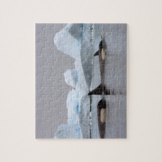 orka's, orcinus orca, peul legpuzzel (Verticaal)