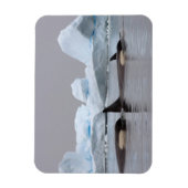 orka's, orcinus orca, peul magneet (Verticaal)