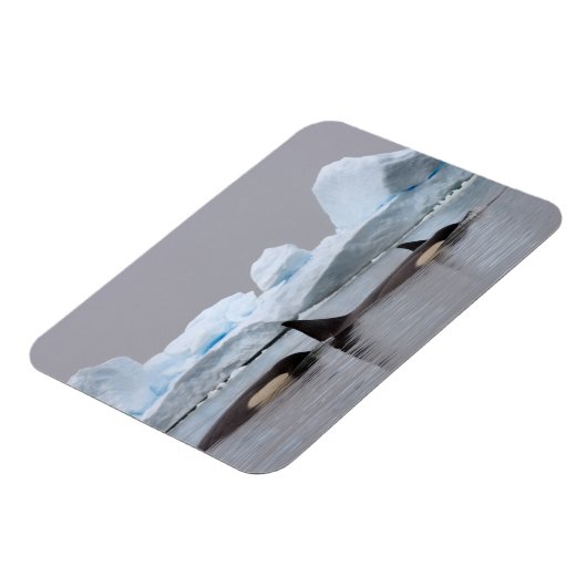 orka's, orcinus orca, peul magneet (Linkerzijde)