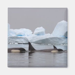 orka's, orcinus orca, peul magneet