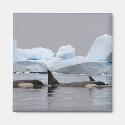 orka's, orcinus orca, peul magneet (Voorkant)