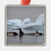 orka's, orcinus orca, peul metalen ornament (Voorkant)