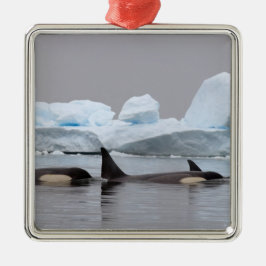 orka's, orcinus orca, peul metalen ornament