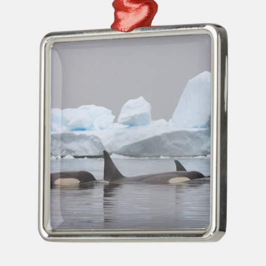 orka's, orcinus orca, peul metalen ornament (Links)