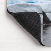 orka's, orcinus orca, peul muismat (Hoek)