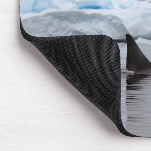 orka's, orcinus orca, peul muismat (Hoek)