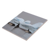 orka's, orcinus orca, peul tegeltje (Zijkant)