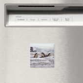 Orkas Spyhopping Magneet (Insitu (Vaatwasser))