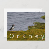 Orkney Puffin Briefkaart (Voorkant / Achterkant)