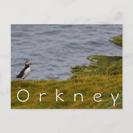 Orkney Puffin Briefkaart (Voorkant)