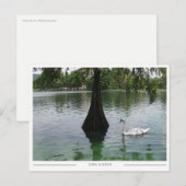 Orlando Swan - Park Lake in Florida Briefkaart (Voorkant / Achterkant)