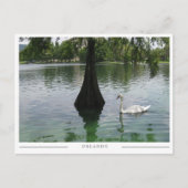 Orlando Swan - Park Lake in Florida Briefkaart (Voorkant)