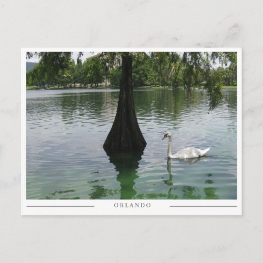 Orlando Swan - Park Lake in Florida Briefkaart (Voorkant)