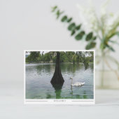 Orlando Swan - Park Lake in Florida Briefkaart (Staand voorkant)