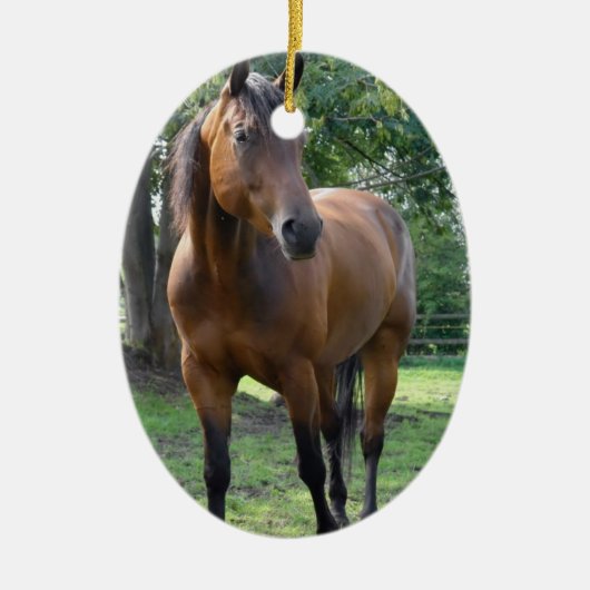 Ornament Bay Thoroughbred Horse (Voorkant)
