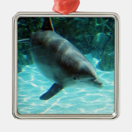 Ornament dolfijn (Voorkant)