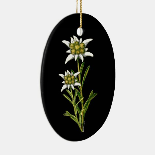  ornament Edelweiss (Rechts)