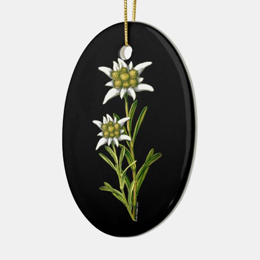  ornament Edelweiss (Links)