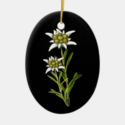  ornament Edelweiss (Voorkant)