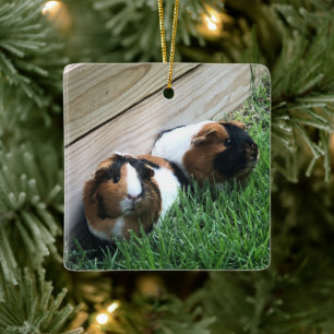 Ornament - Guinese varkens