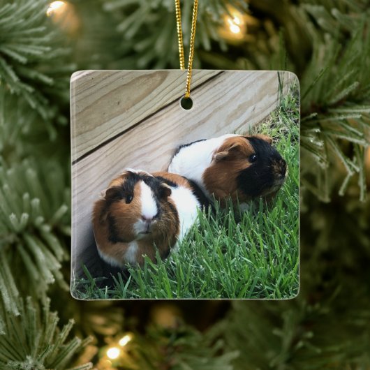 Ornament - Guinese varkens (Boom)
