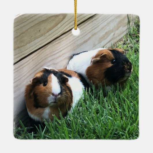 Ornament - Guinese varkens (Achterkant)