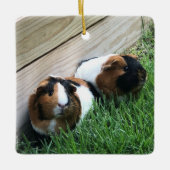 Ornament - Guinese varkens (Voorkant)