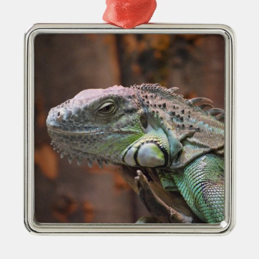 Ornament met kleurrijke Iguana hagedis (Voorkant)