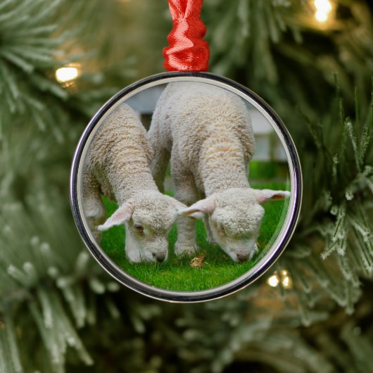 Ornament met twee lammeren (Boom)